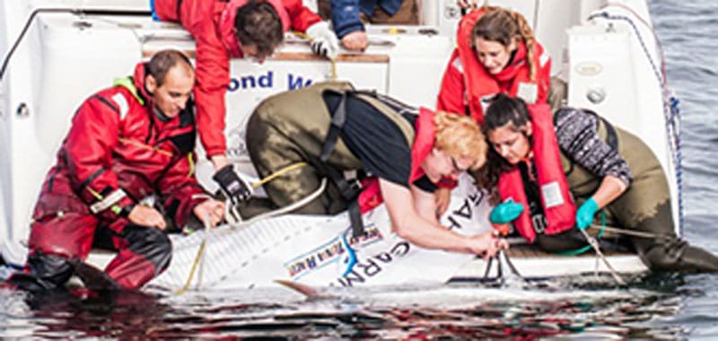 Read more about the article Succesfuld mærkning af den blåfinnede tun i Skagerrak