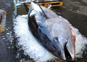 Japansk Tunfisk på 211 kilo solgt for næsten én million kroner arkivfoto