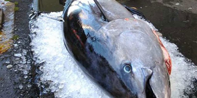 Japansk Tunfisk på 211 kilo solgt for næsten én million kroner arkivfoto