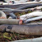 Turbine slagtede ål - foto: Tormod Haraldstad - Forskersonen.no