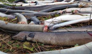 Turbine slagtede ål - foto: Tormod Haraldstad - Forskersonen.no