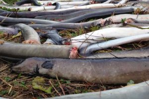 Turbine slagtede ål - foto: Tormod Haraldstad - Forskersonen.no