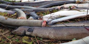 Turbine slagtede ål - foto: Tormod Haraldstad - Forskersonen.no