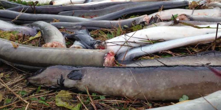 Turbine slagtede ål - foto: Tormod Haraldstad - Forskersonen.no
