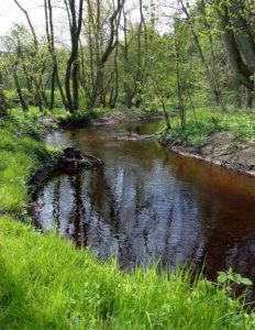 Udslippet blev opdaget søndag, da Hjørring Kommune modtog en anmeldelse via Miljøvagten om, at der løb forurenet vand ud i vandløbet. Det kommunale Hjørring Vandselskab rykkede hurtigt ud for at stoppe udledningen.  snapshot GM FiskerForum.dk