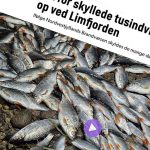 Ifølge eksperternes vurdering skyldes de mange døde fisk ikke forurening. Det forklarer indsatsleder Jan Christensen fra Nordvestjyllands Brandvæsen til TVMidtVest, efter man lørdag var ude for at undersøge den mystiske fiskedød ved udmundingen af Sønder Lem Vig. foto: snapshot TVMidtVest