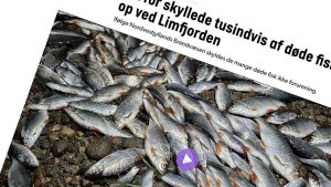 Ifølge eksperternes vurdering skyldes de mange døde fisk ikke forurening. Det forklarer indsatsleder Jan Christensen fra Nordvestjyllands Brandvæsen til TVMidtVest, efter man lørdag var ude for at undersøge den mystiske fiskedød ved udmundingen af Sønder Lem Vig. foto: snapshot TVMidtVest