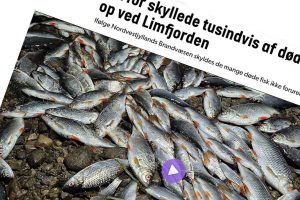 Ifølge eksperternes vurdering skyldes de mange døde fisk ikke forurening. Det forklarer indsatsleder Jan Christensen fra Nordvestjyllands Brandvæsen til TVMidtVest, efter man lørdag var ude for at undersøge den mystiske fiskedød ved udmundingen af Sønder Lem Vig. foto: snapshot TVMidtVest