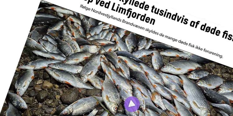 Ifølge eksperternes vurdering skyldes de mange døde fisk ikke forurening. Det forklarer indsatsleder Jan Christensen fra Nordvestjyllands Brandvæsen til TVMidtVest, efter man lørdag var ude for at undersøge den mystiske fiskedød ved udmundingen af Sønder Lem Vig. foto: snapshot TVMidtVest