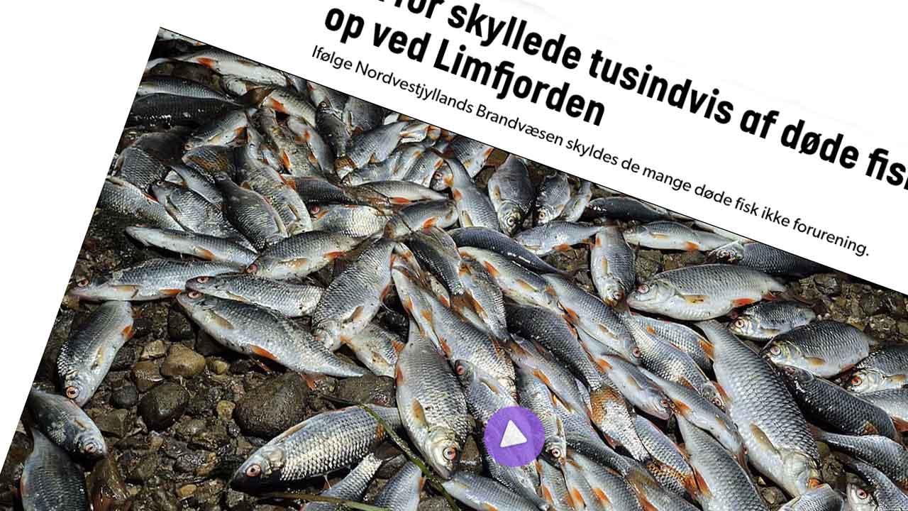 Read more about the article Limfjorden: Tusindevis af døde skaller skyldes ikke forurening