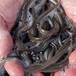I sommeren 2022 bliver der udsat 1.7 mio små ål i fersk- og slatvand - Foto: Fiskepleje