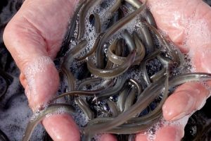 I sommeren 2022 bliver der udsat 1.7 mio små ål i fersk- og slatvand - Foto: Fiskepleje