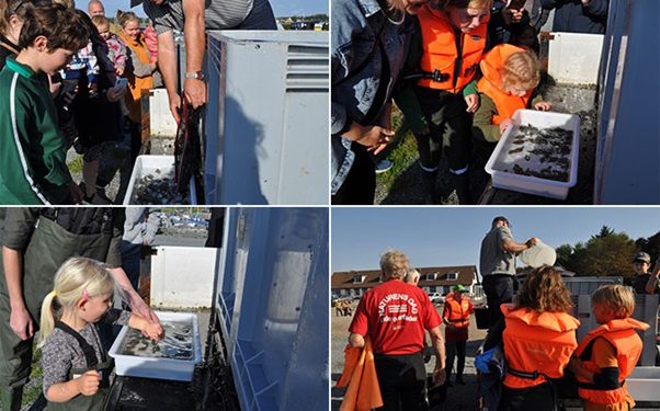 Stemningsbilleder fra skrubbeudsætningen ved Sundby Mors havn i september. Alle skrubberne var mærket med ALC. Fotos: Niels Lynggaard, Thy-Mors Fritidsfiskerforening.