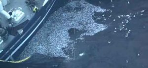 Norsk ord Bomkast - ingen fangst - men så dukkede denne video op - Bergens tidende