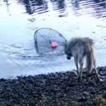 Ny dokumentation fra det vestlige Canada viser en side af ulven, som forskere aldrig tidligere har observeret: målrettet og opfindsom adfærd, hvor dyret systematisk stjæler lokkemad fra krabbeteiner – endda ved at trække dem op fra vandet ved hjælp af tov og bøjer. foto: screenshot