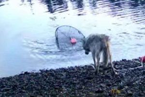 Ny dokumentation fra det vestlige Canada viser en side af ulven, som forskere aldrig tidligere har observeret: målrettet og opfindsom adfærd, hvor dyret systematisk stjæler lokkemad fra krabbeteiner – endda ved at trække dem op fra vandet ved hjælp af tov og bøjer. foto: screenshot