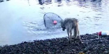 Ny dokumentation fra det vestlige Canada viser en side af ulven, som forskere aldrig tidligere har observeret: målrettet og opfindsom adfærd, hvor dyret systematisk stjæler lokkemad fra krabbeteiner – endda ved at trække dem op fra vandet ved hjælp af tov og bøjer. foto: screenshot