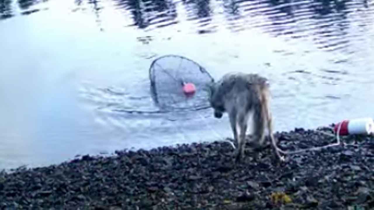 Read more about the article Ulve kan mere, end vi tror – men skal vi egentlig være bange for dem?