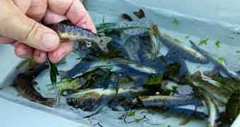 Fiskeundersøgelser i danske vandløb - Fiskepleje DTU