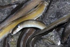 Nyhed: De europæiske åle-bestande er steget