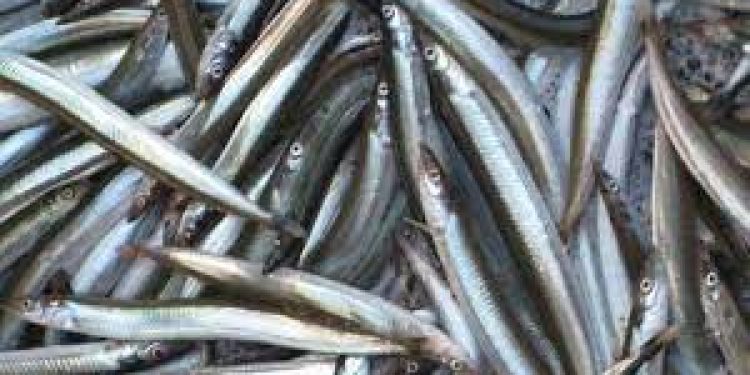 EU’s og UK’s tovtrækkeri om fiskeriet i Nordsøen - har udsat tobisfiskeriet i 15 dage. arkivfoto fiskerforum.dk