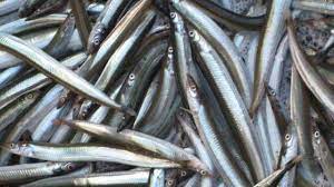 Read more about the article EU’s og UK’s tovtrækkeri om fiskeriet i Nordsøen – har udsat tobisfiskeriet i 15 dage