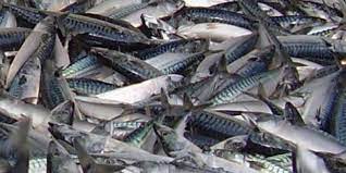Det har været et lidt blandet fiskeri efter makrel i den forløbne uge arkivfoto: FiskerForum.dk