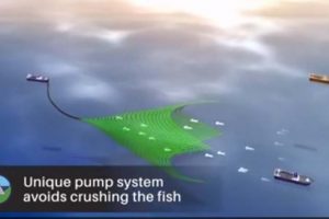 Unikt pumpesystem skåner makrellen.  Foto: Ny fiskemetode af Vardin Pelagic