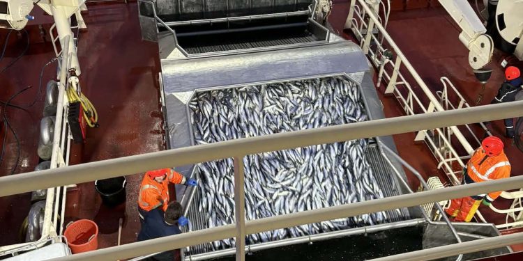 Det færøske pelagiske fartøj Gøtunes har gennemført en usædvanlig stor fangstrejse og er nu i gang med at lande hele 2.650 ton sild hos Varðin Pelagic. Fangsten er taget langt nord for Polarcirklen.
