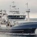 Vesturbúgvin landede i ugen en last på 315 tons guldlaks til Snarfrost i Miðvági, som de har fisket under Færøerne. foto: CG Fiskur.fo
