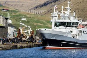 I løbet af den seneste uge landede **Vesturbúgvin** 380 tons guldlaks i Miðvágur til Snarfrost foto: Sverri Egholm