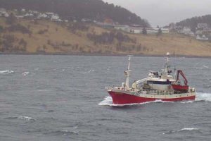 Norges eksport af fisk og skaldyr uændret.  Foto: Vibeke Helene - Fotograf: PeterKj