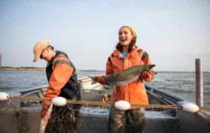 Laks spiller en central rolle i både dansk fiskerikultur og fødevareforbrug. Arten er blandt de mest efterspurgte fisk i Nordeuropa, og den indgår i et bredt udvalg af produkter – fra ferske fileter til røgede og forarbejdede varianter. foto: MSC