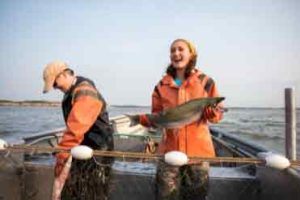 Laks spiller en central rolle i både dansk fiskerikultur og fødevareforbrug. Arten er blandt de mest efterspurgte fisk i Nordeuropa, og den indgår i et bredt udvalg af produkter – fra ferske fileter til røgede og forarbejdede varianter. foto: MSC