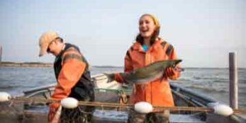 Laks spiller en central rolle i både dansk fiskerikultur og fødevareforbrug. Arten er blandt de mest efterspurgte fisk i Nordeuropa, og den indgår i et bredt udvalg af produkter – fra ferske fileter til røgede og forarbejdede varianter. foto: MSC