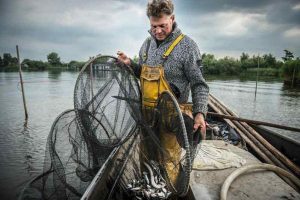 Vildtfanget ål kontra laboratorieål - AIFiskerforum.dk