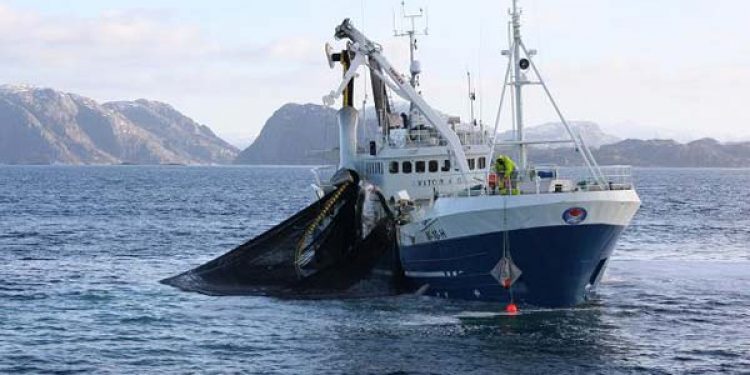 Norsk eksport af fisk og skaldyr nærmere sig 50 milliarder.  Foto: VitoriaG  Fotograf LudvikG