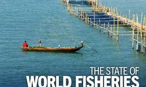 Verdens befolkning spiser mere fisk og skaldyr end nogensinde før, og produktionen har ramt svimlende 235 millioner tons. Men succesen har en mørk bagside. En ny hovedrapport fra FN slår alarm over, at mere end hver tredje fiskebestand nu er overfisket. foto: FAO