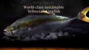 Nordic Kingfish i Hanstholm har netop udvidet sin produktion af fiskearten yellowtail kingfish, også kendt som australsk ravfisk, så de nu kan producere op til 1500 tons om året. foto: yellow KingFish - snapshot nordic kingfish