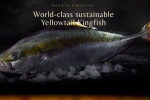 Nordic Kingfish i Hanstholm har netop udvidet sin produktion af fiskearten yellowtail kingfish, også kendt som australsk ravfisk, så de nu kan producere op til 1500 tons om året. foto: yellow KingFish - snapshot nordic kingfish