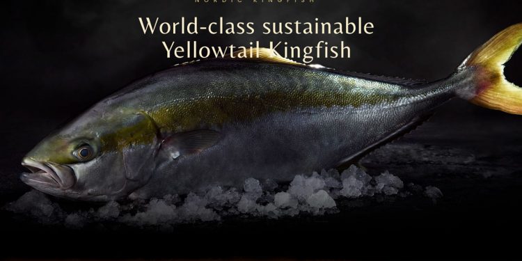 Nordic Kingfish i Hanstholm har netop udvidet sin produktion af fiskearten yellowtail kingfish, også kendt som australsk ravfisk, så de nu kan producere op til 1500 tons om året. foto: yellow KingFish - snapshot nordic kingfish