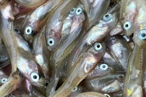 En ny juni-undersøgelse fra Færøernes havforskningsinstitut viser markant lavere yngeludbytte end forventet. Forskere peger på ændringer i havstrømme, stigende temperaturer og ustabil planktonvækst som mulige forklaringer. - Havstovan