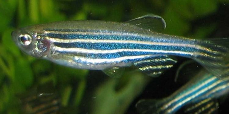 Forskere overrasket - fisk kan vise følelser. foto: Zebrafisk - Wikipedia