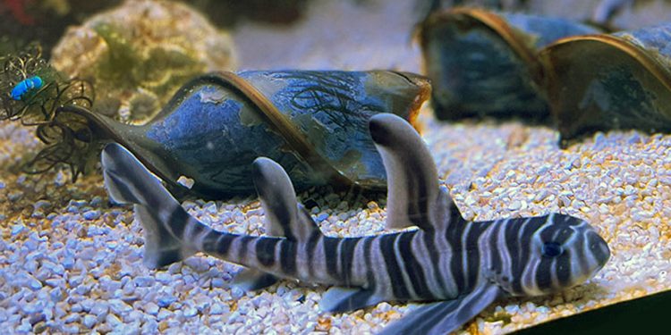 Kattegatcentret: Stribede haj-unger har skabt sensation foto: Kattegatcentret