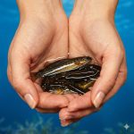 Det norske Fiskeridirektorat vil starte en ny kontrolkampagne rettet mod både land- og havbaserede anlæg. Formålet med den nye kontrolindsats er at forebygge, at fisk slipper ud (undviger) i forbindelse med udsætning af smolt. Det oplyser Fiskeridirektoratet i en pressemeddelelse. foto: fiskerforum.dk