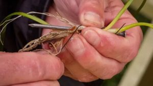 Frivillige hjælper med Ålegræs-projekt til fremme af biodiversiteten. foto: Fiskepleje