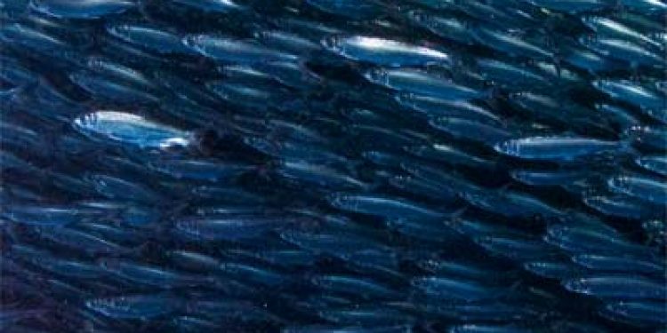 Årsrapport 2013 fra den norske havfiskeflådes organisation. Foto: Årsrapporten fra den norske havfiskeflådes organisation - Fiskebåt