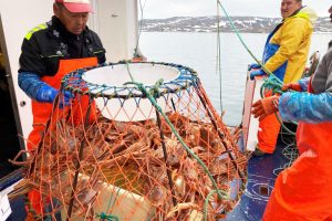 Der kan fiskes flere krabber i Vestgrønland. foto: Naturinstitut