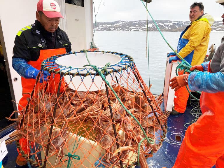 Read more about the article Der kan fiskes flere krabber i Vestgrønland