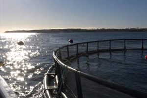 Miljøministeren kommer med en ny handleplan der skal rydde op i Danmarks havbrug